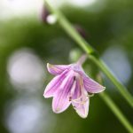 ヨガ哲学【プラーナーヤーマの四段階】